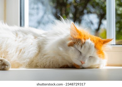 domestic cat sleeps on the window in the sun. cat basking in the sun. High quality photo - Shutterstock ID 2348729317