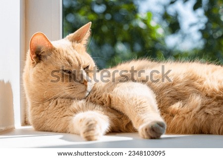 domestic cat sleeps on the window in the sun. 