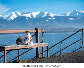 The domestic cat is a small feline, it is almost exclusively a carnivore and hunter. These cats rest near Liptovská Mara under the High Tatras. - Powered by Shutterstock