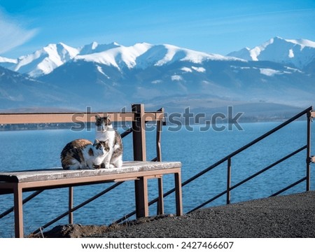 The domestic cat is a small feline, it is almost exclusively a carnivore and hunter. These cats rest near Liptovská Mara under the High Tatras.