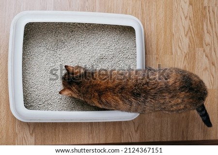 Domestic cat sniffs bulk litter in a plastic box. Top view.