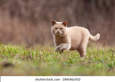 Domestic Cat Stalking Prey In Garden With Copy Space. Furry Animal Looking Into The Camera In Autumn Nature. Mammal With Bright Fur Approaching In Nature.