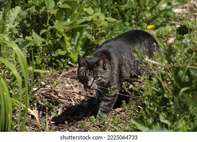 Domestic Cat Stalking Through Garden. Cats Are One Of The Major Threats To Garden Wildlife.