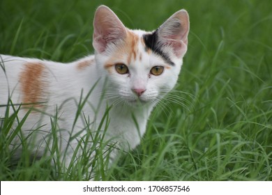 Domestic Cat Standing In Long Grass