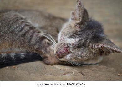 A Domestic Cat (tabby Cat) With Scabies Skin Disease