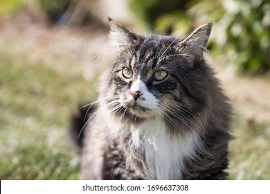 Domestic Cat Taking Sun On Lawn Stock Photo 1696637308 | Shutterstock