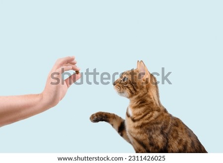 Domestic cat teaching treat commands on a blue background. Copy space.