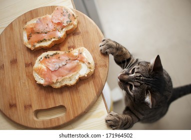 Domestic Cat Trying To Steal Fish From Sandwich