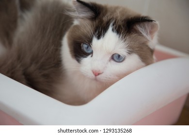 Domestic Cat Using Cat Litter Box