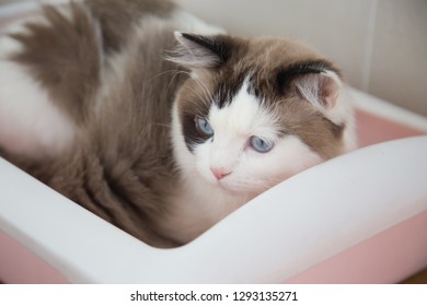 Domestic Cat Using Cat Litter Box