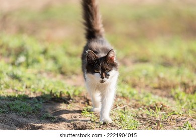 Domestic Cat Walking In The Nature