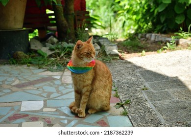 Domestic Cat Wearing Bird Warning Cat Collar Covers Around The Neck