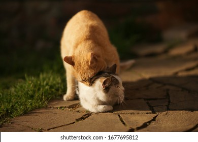 Domestic cats in the act of mating. Cat make love outdoor