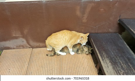 Cats Mating Images, Photos Et Images Vectorielles De Stock | Shutterstock