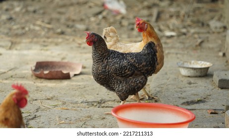 The Domestic Chicken View In The Yard In China