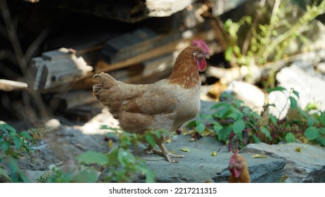 The Domestic Chicken View In The Yard In China