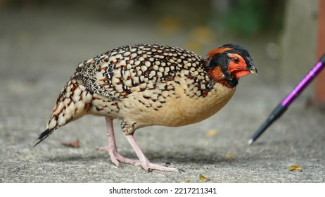 The Domestic Chicken View In The Yard In China