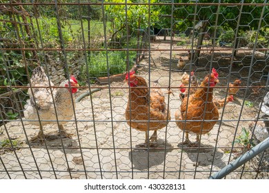 Domestic chickens in a fenced off enclosure.