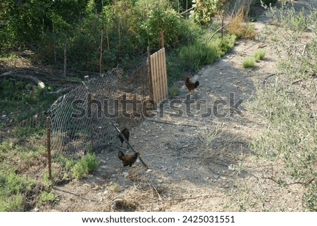 Domestic chickens run outside in August in Lardos. The chicken, Gallus gallus domesticus, is a large and round short-winged bird, domesticated from the red junglefowl. Lardos, Rhodes Island, Greece