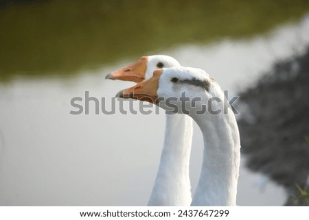 domestic couple duck , goose , water , ducks, background