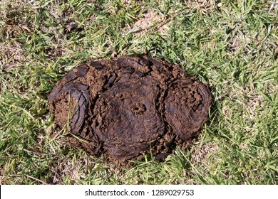 80 Cow scat Images, Stock Photos & Vectors | Shutterstock