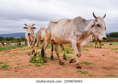 Domestic Cows Returning Back  From The Water Source Back Home 