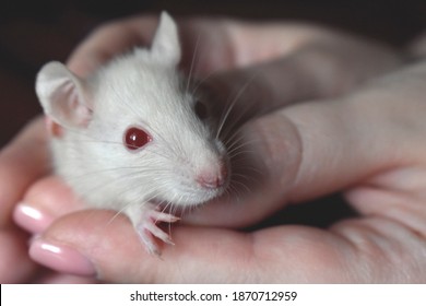 White Rat Red Eyes High Res Stock Images Shutterstock