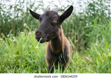 271 Goats without horns Images, Stock Photos & Vectors | Shutterstock