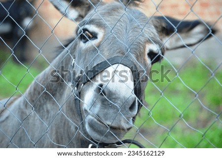 domestic decorative animal donkey in the aviary