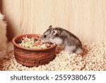 Domestic Djungarian Hamster Eats Food. Ceramic Feeding Bowl. Campbells dwarf Hamster Phodopus campbelli. In Cup of Grain, Seeds and next to House for Hamster