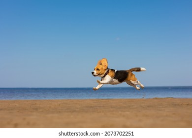 The Domestic Dog Beagle Runs And Jumps In Nature. Dog Training On The Seashore Or In The Forest, A Pet Has Fun And Plays With Its Owner. Beagle On The Background Of The Blue Sky Flies Over The Ground