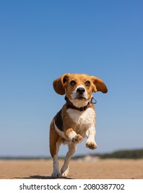 The Domestic Dog Beagle Runs And Jumps In Nature. Dog Training On The Seashore Or In The Forest, A Pet Has Fun And Plays With Its Owner. Beagle On The Background Of The Blue Sky Flies Over The Ground