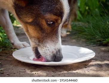 Domestic Dog Drinking Milk, Closeup.