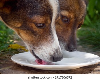 Domestic Dog Drinking Milk, Closeup.