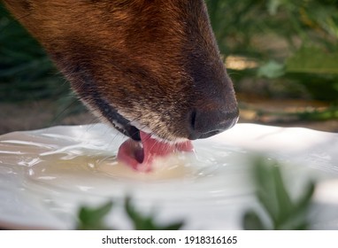 Domestic Dog Drinking Milk, Closeup.