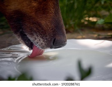 Domestic Dog Drinking Milk, Closeup.