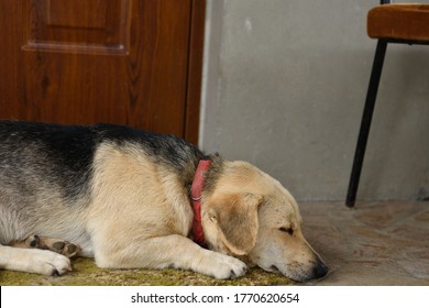 A domestic dog guards the door by the house - Shutterstock ID 1770620654