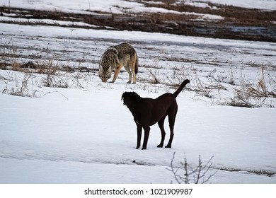 A Domestic Dog Has It's First Run In With A Wild Coyote