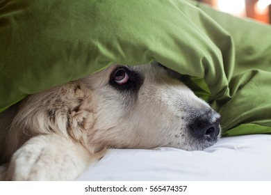 Domestic Dog Hiding Under Duvet