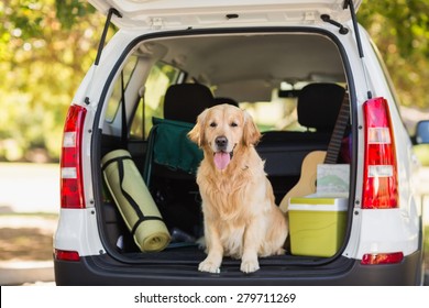 Domestic dog sitting in the car trunk