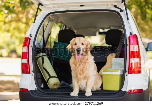 Domestic dog sitting in the\
car trunk