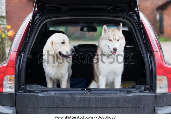 Domestic dog sitting in the car trunk. Preparing for\
a trip home after walking in park. Transportation of pets in the\
car.