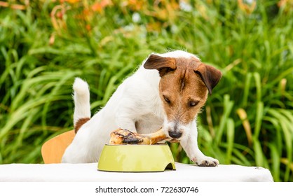 Domestic Dog Sniffing Meat Bone In Canine Bowl Standing On Table