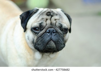 Domestic Dog With Squint Eyes, Snapshot With Very Shallow Depth Of Field