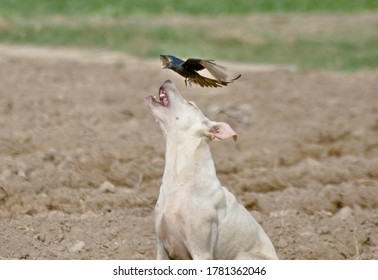 Domestic Dog Under Attack Of Black Drongo 