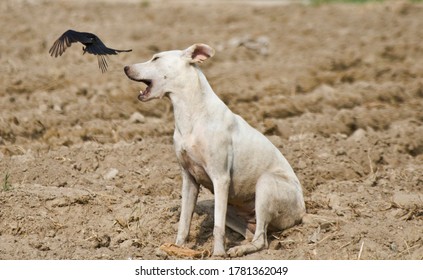 Domestic Dog Under Attack Of Black Drongo 