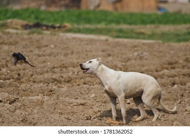 Domestic Dog Under Attack Of Black Drongo 