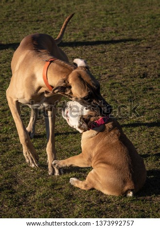 Similar – Image, Stock Photo round table Pet Dog