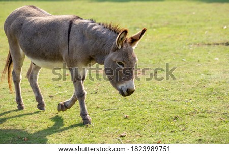 Domestic donkey going for a walk in a meadow.