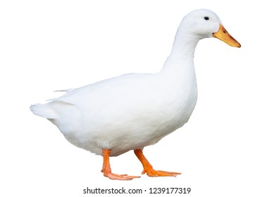 Domestic duck on white background.